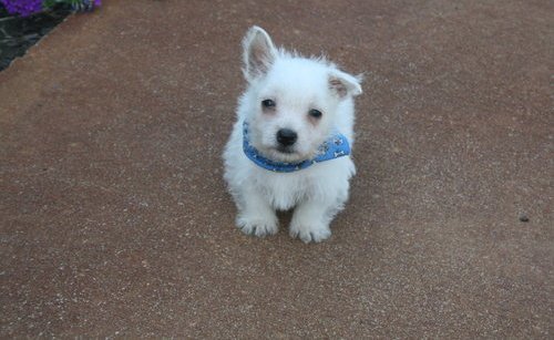 West Highland White Terrier Puppies For Sale in Winnipeg